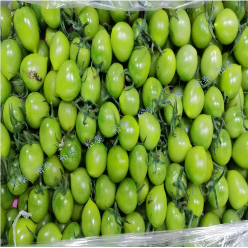 青提子茄